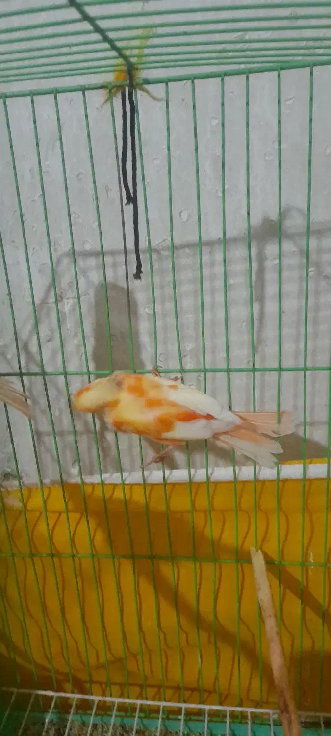 دوعدد جوجه قناری|پرنده|مرودشت, ابوذر شمالی‎|دیوار