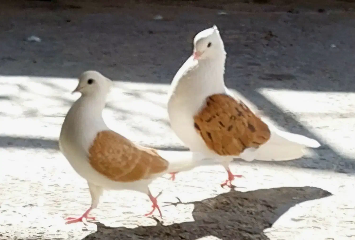 کبوتر کله ای|پرنده|بندر گناوه, |دیوار