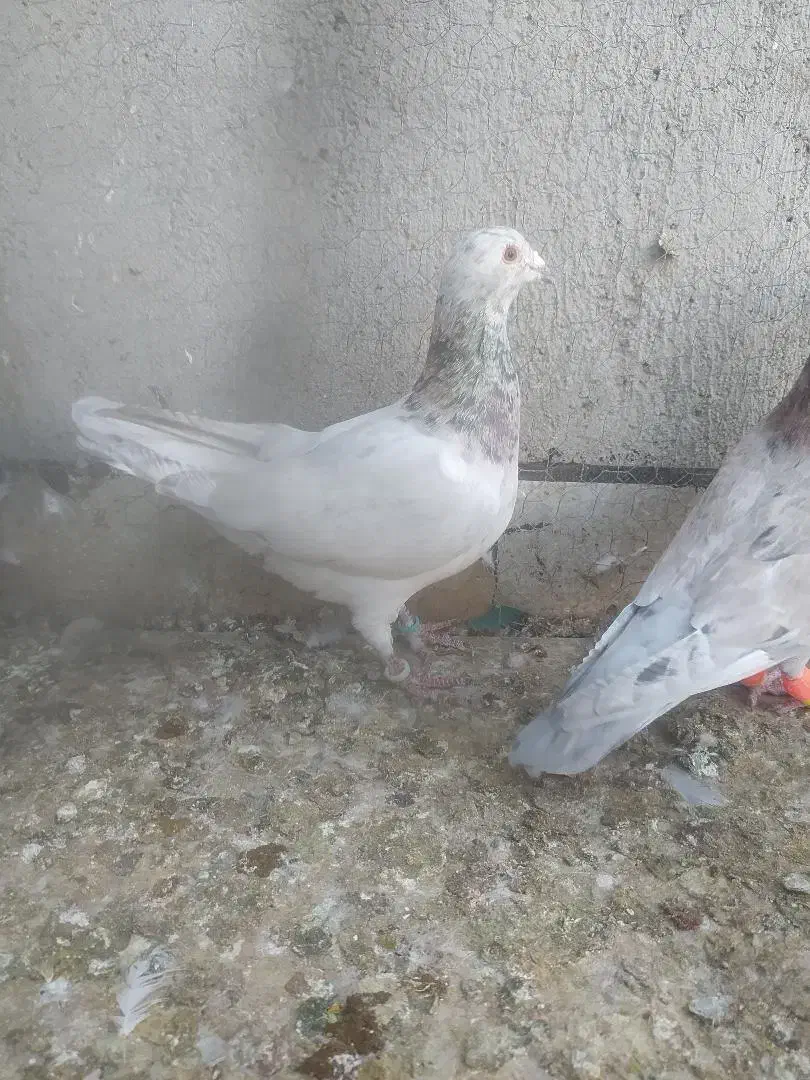 هفرنگ|پرنده|سبزوار, توحیدشهر|دیوار