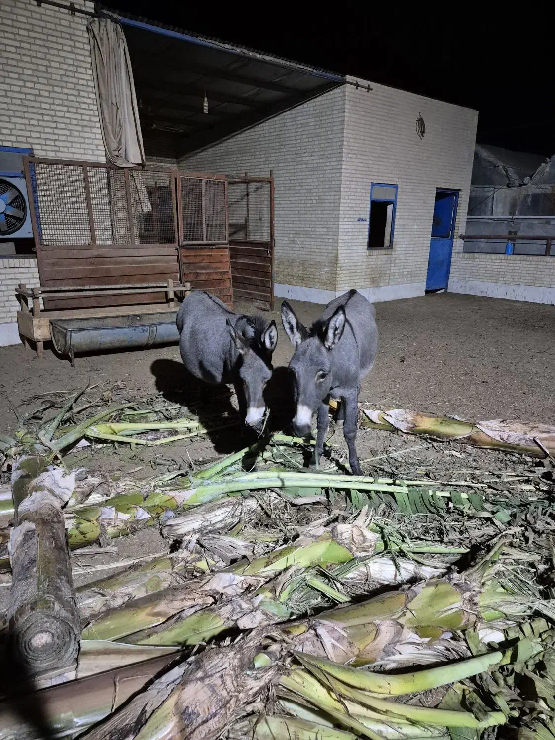 فروش الاغ و کره خر ماده|حیوانات مزرعه|اشکذر, |دیوار