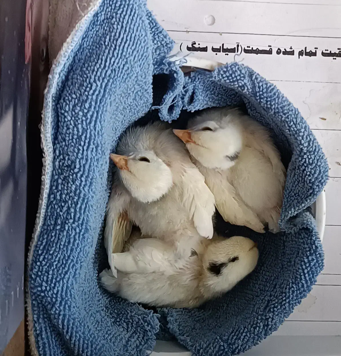 جوجه مرغ مینیاتوری (جاپانیز)|حیوانات مزرعه|هشتگرد, فاز ۲ مهستان|دیوار