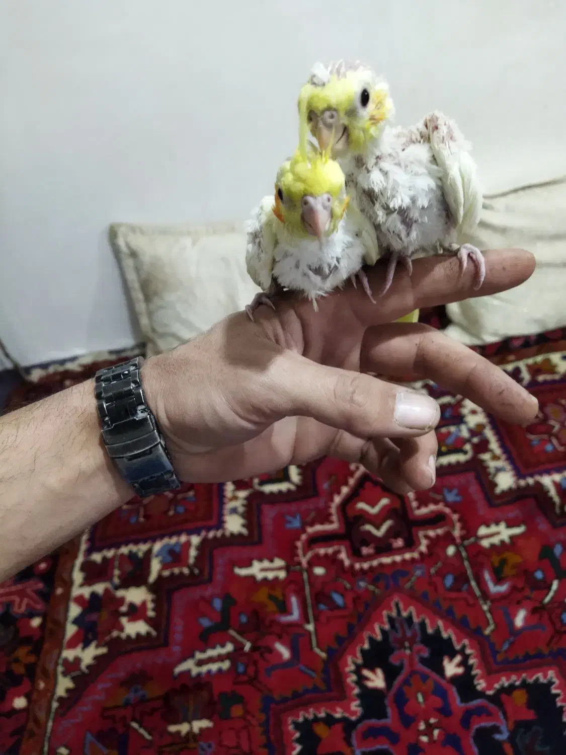 عروس هلندی سالم|پرنده|بناب, |دیوار