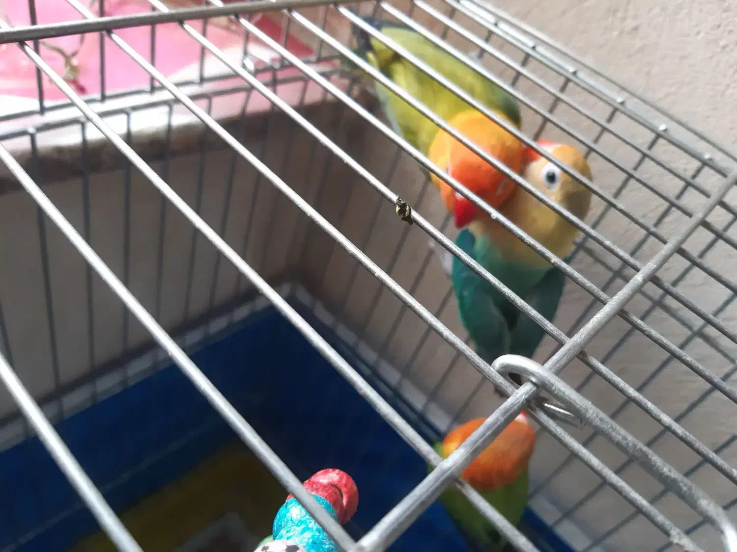 . طوطی کوتوله نژاد دار خاص .نجف آباد|پرنده|نجفآباد, فردوسی شمالی|دیوار