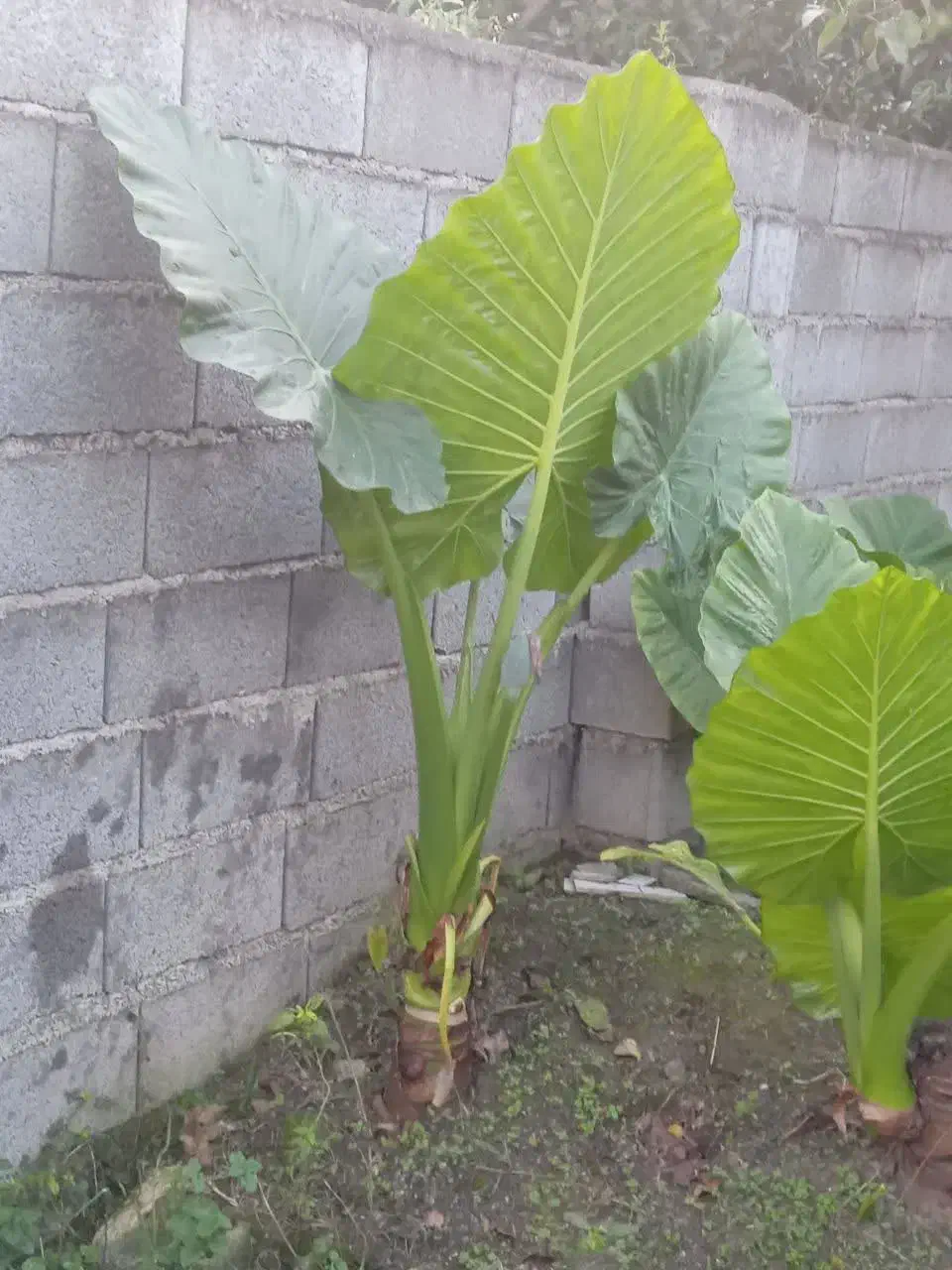 فروش گل بابادم|گل و گیاه طبیعی|خوشرودپی, |دیوار