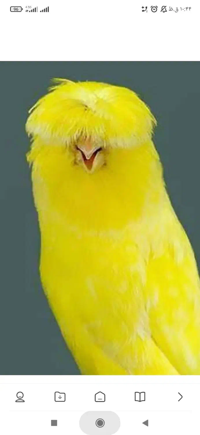 معاوضه|پرنده|اصفهان, ارزنان|دیوار