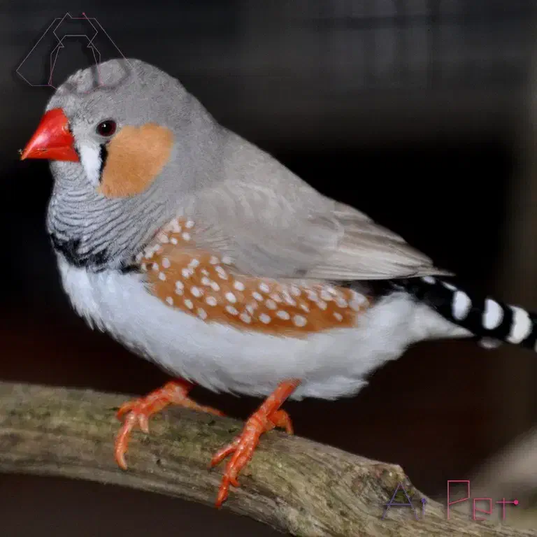 فنچ|پرنده|تنکمان, |دیوار