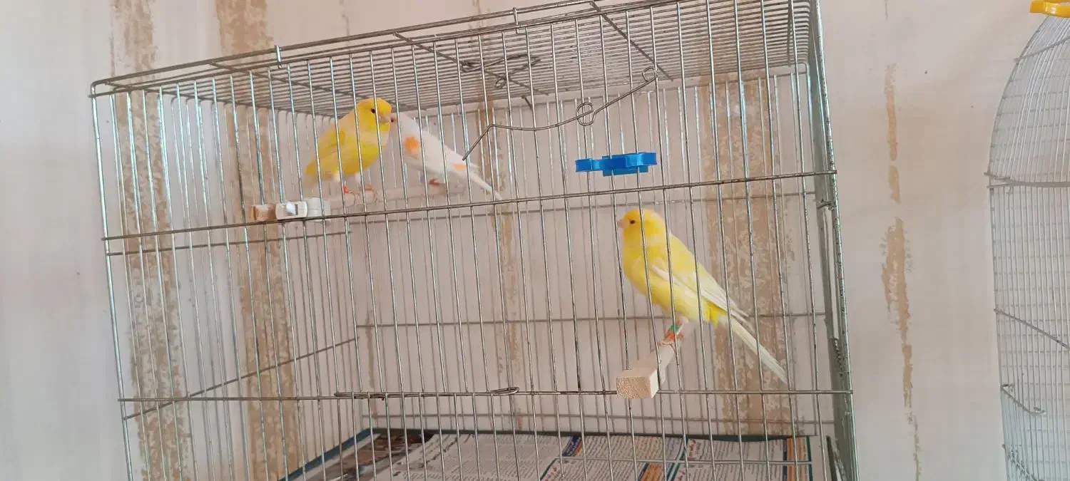 قناری|پرنده|دلیجان, |دیوار