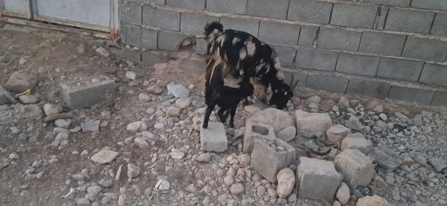 کولار کهره دار|حیوانات مزرعه|جنت, |دیوار