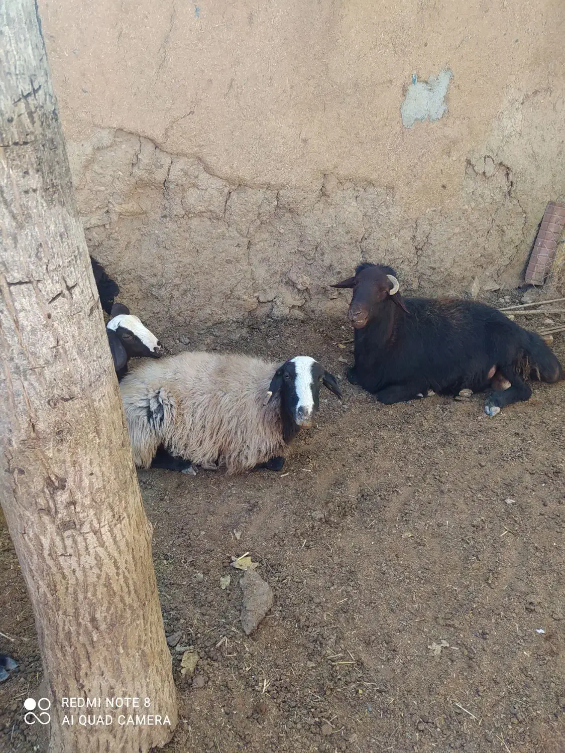 میش|حیوانات مزرعه|زنده رود, |دیوار