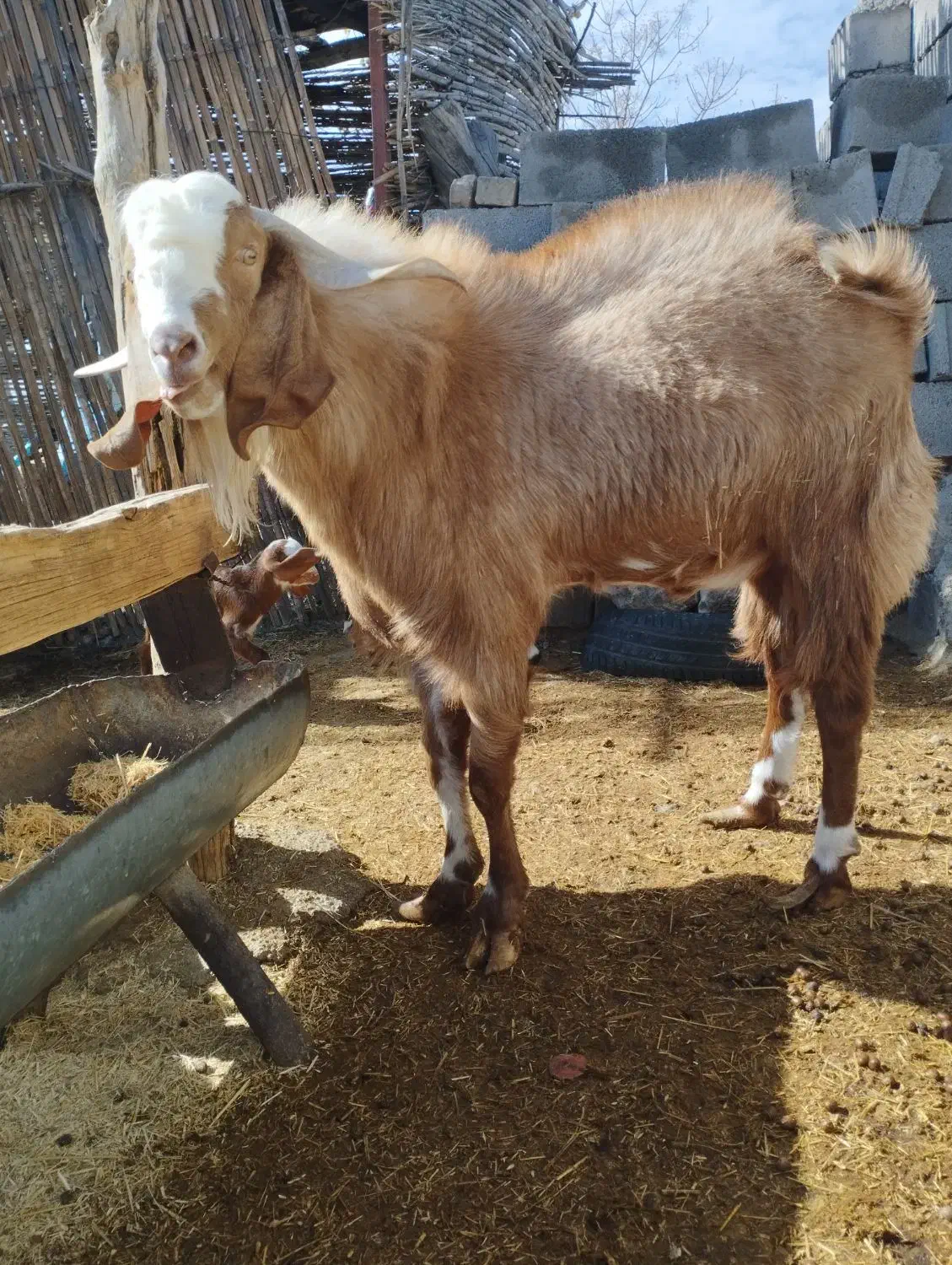 نری پاکستانی|حیوانات مزرعه|صوغان, |دیوار