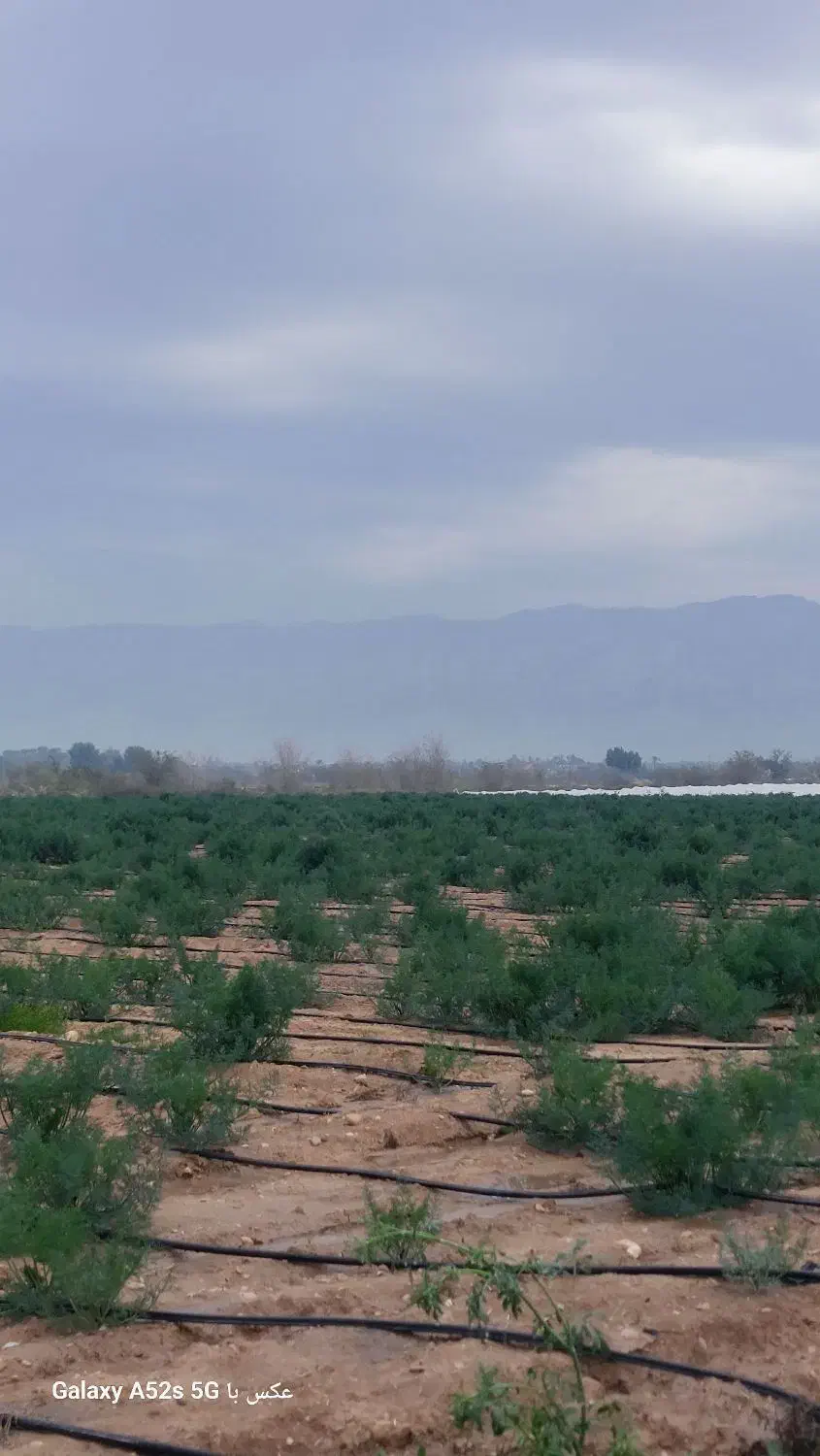 بذر شوید گاوریش|خدمات باغبانی و درختکاری|برازجان, |دیوار