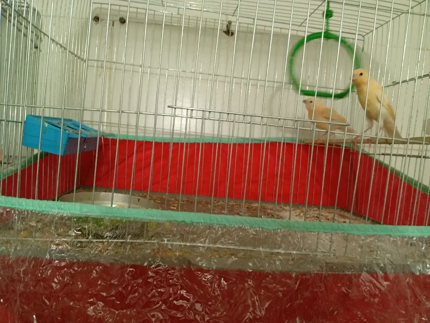 قناری|پرنده|داراب, |دیوار