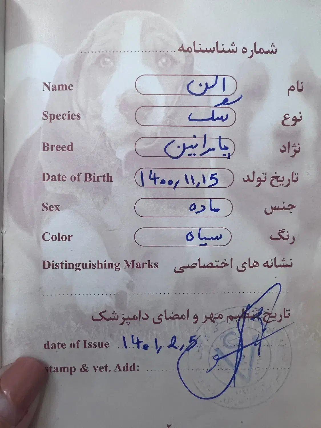 پامرین عروسکی|سگ|تنکابن, |دیوار