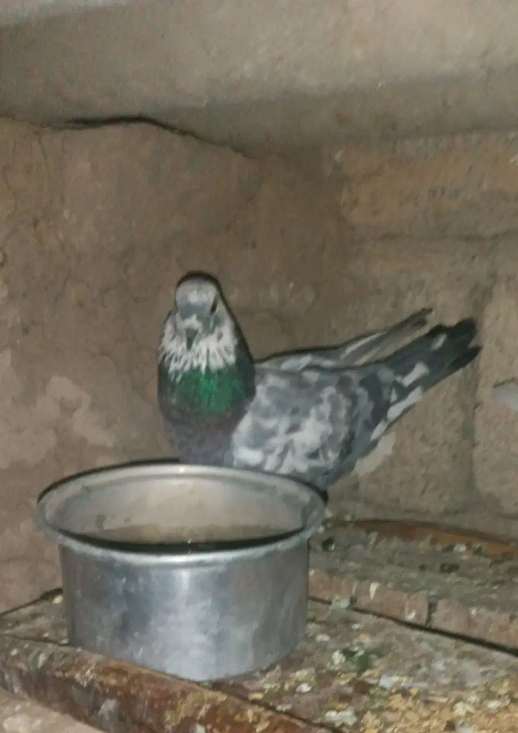 دو عدد کبوتر تهرانی|پرنده|اسلام آباد, |دیوار