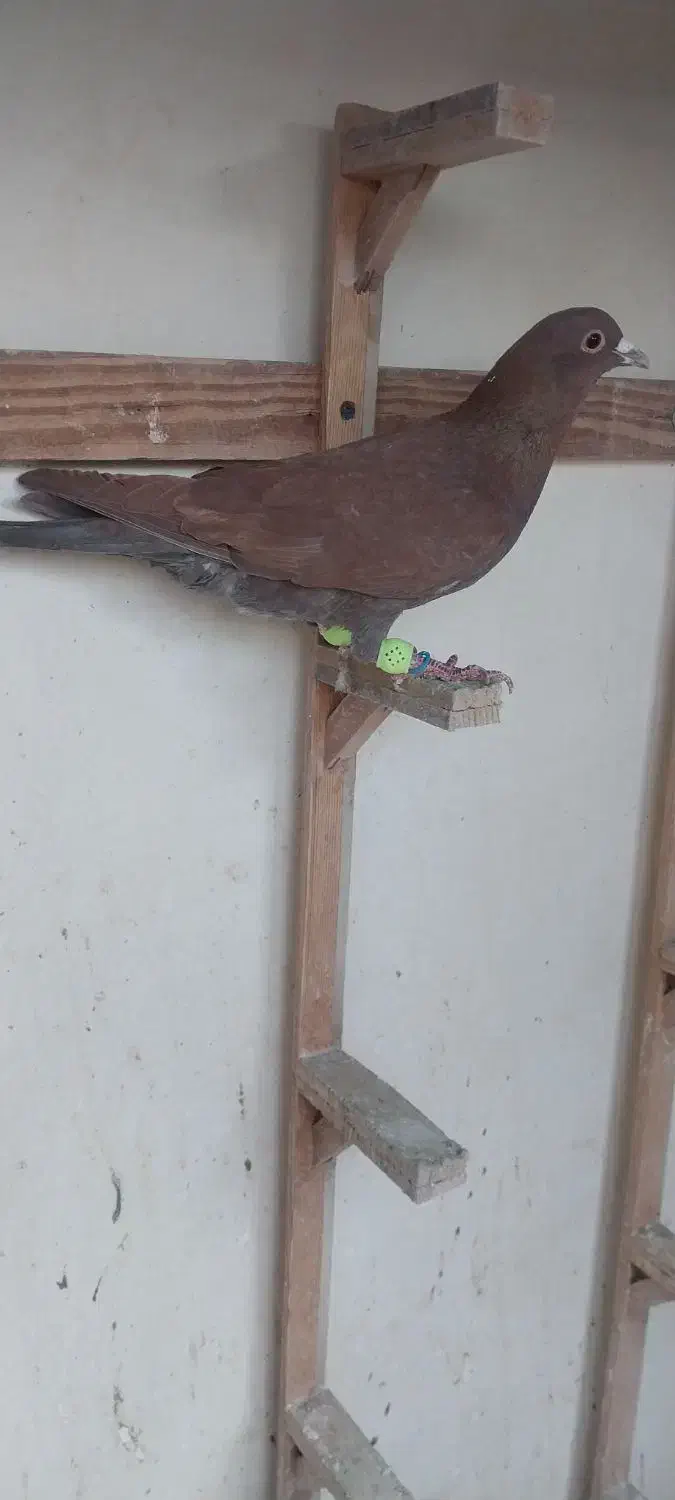 کفتر|پرنده|مشهد, ایثار|دیوار