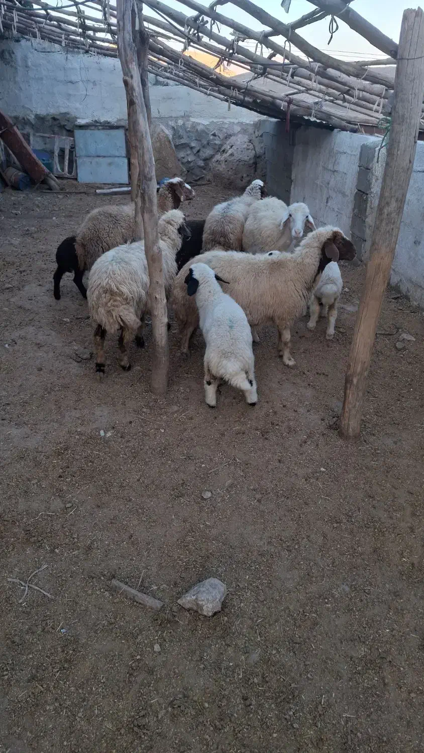 میش و بره|حیوانات مزرعه|دره شهر, |دیوار