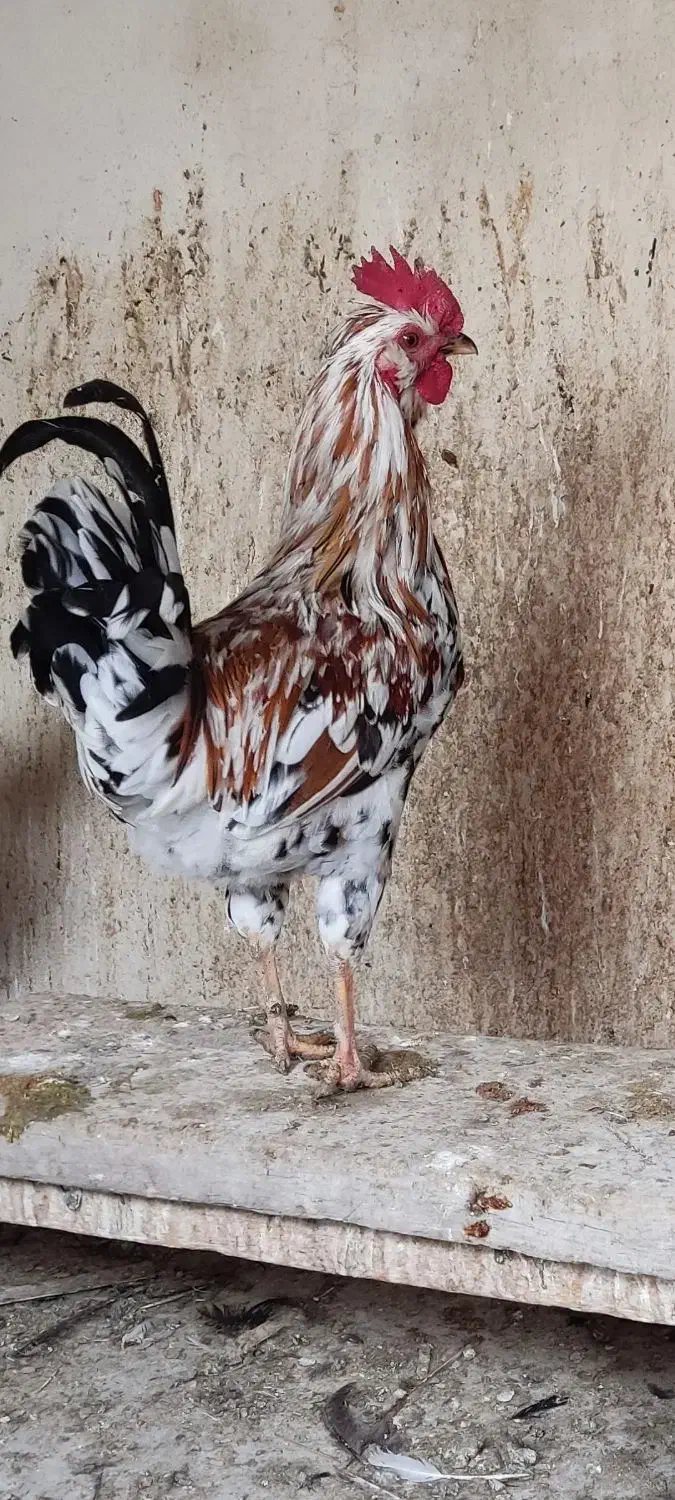 خروس گلین|حیوانات مزرعه|شهریار, شهرک مصطفی خمینی|دیوار