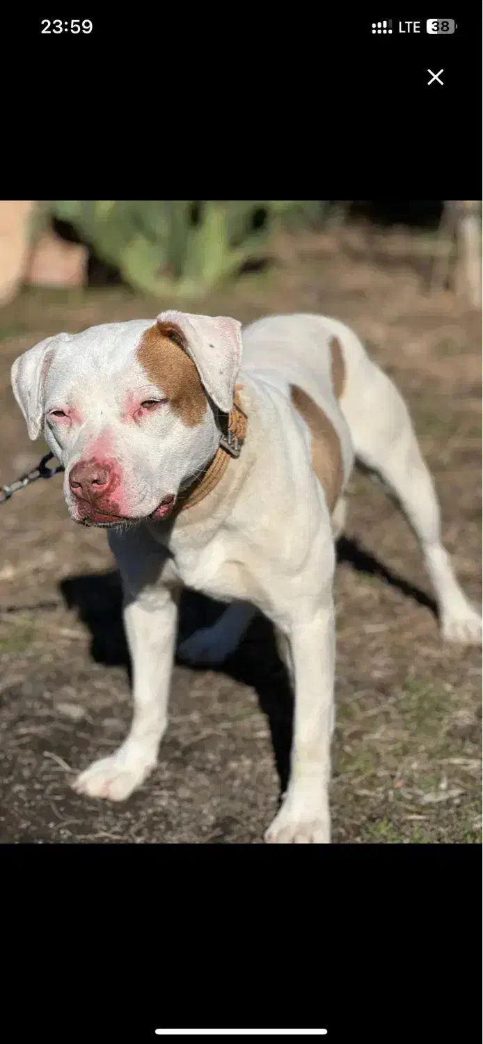 پیتبول ماده|سگ|تهران, تهرانسر غربی|دیوار