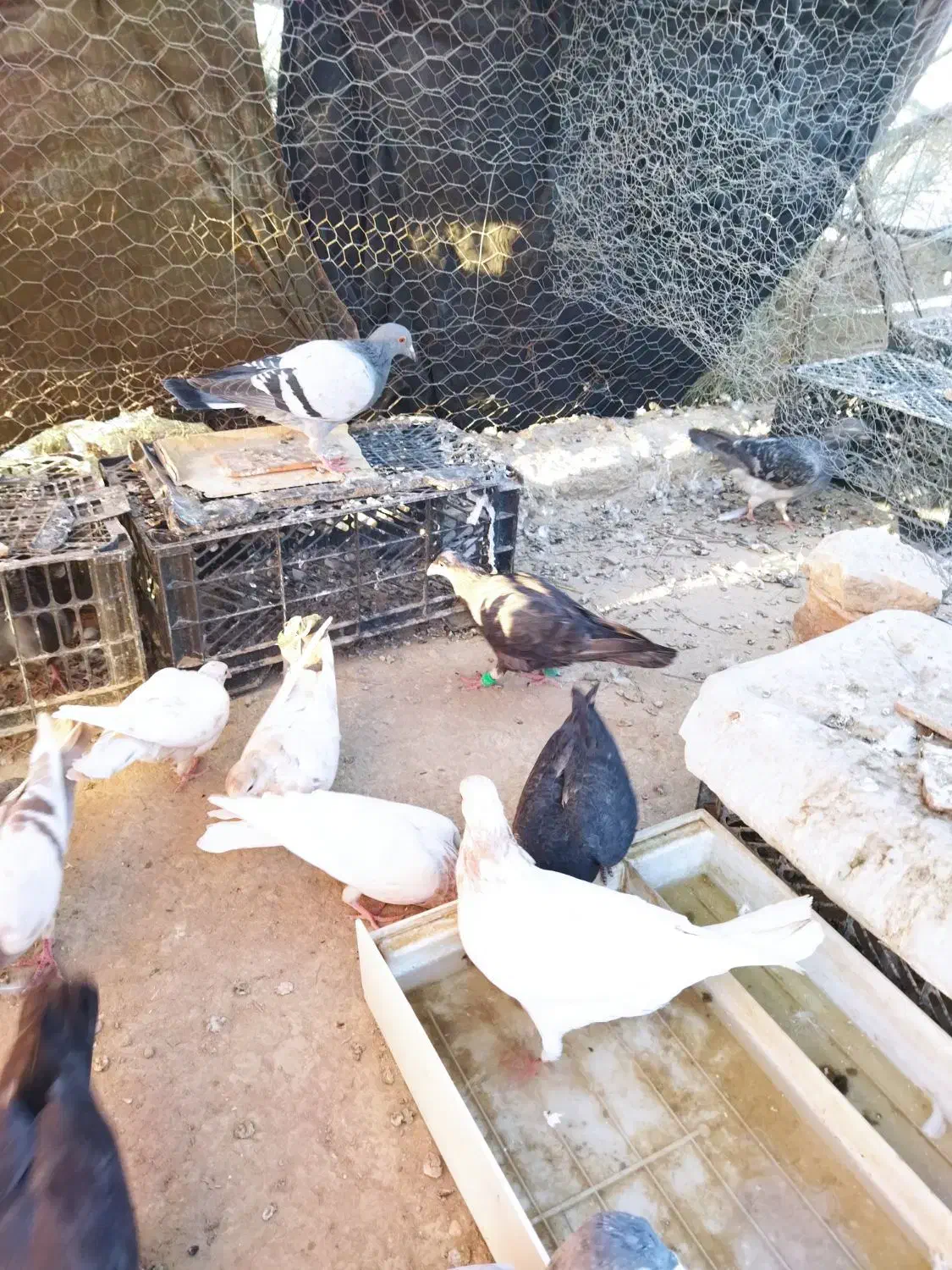 13 عدد کبوتر بفروش می رسد|پرنده|زهک, |دیوار