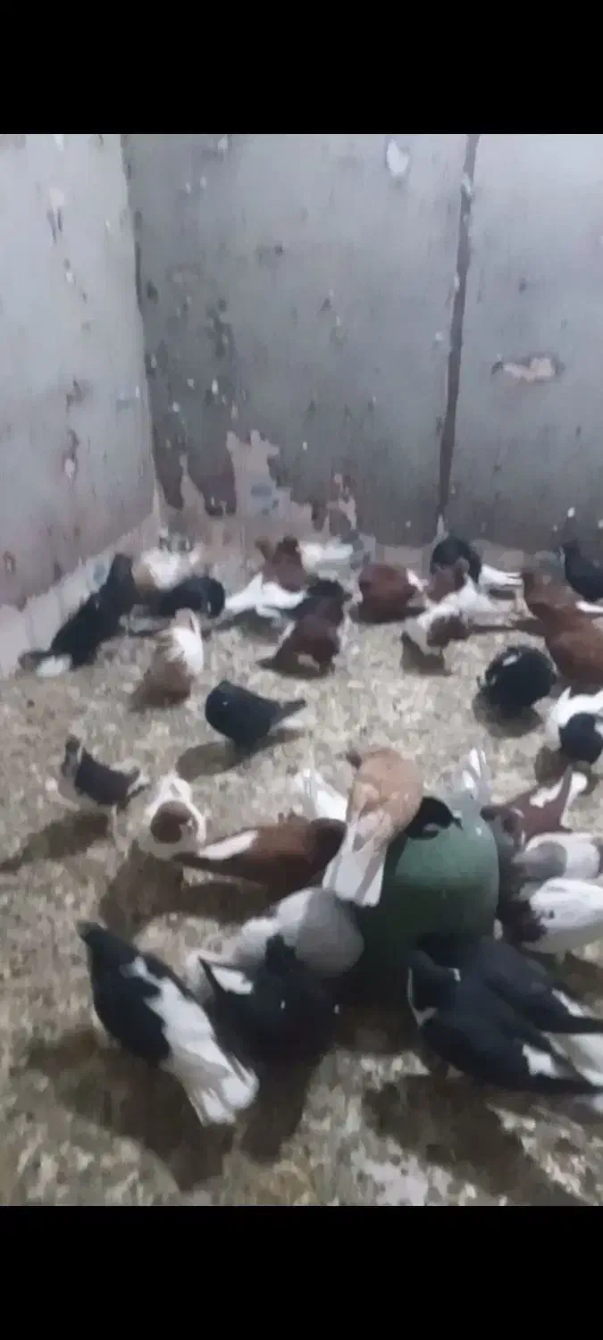 کفتر رنگی|پرنده|بندر ماهشهر, |دیوار