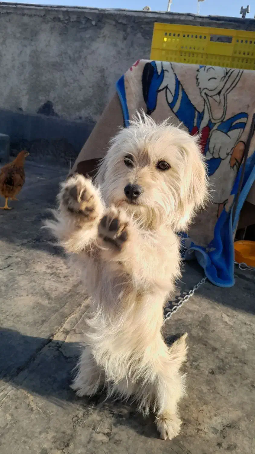 سگ شیتزو|سگ|فرخشهر, |دیوار