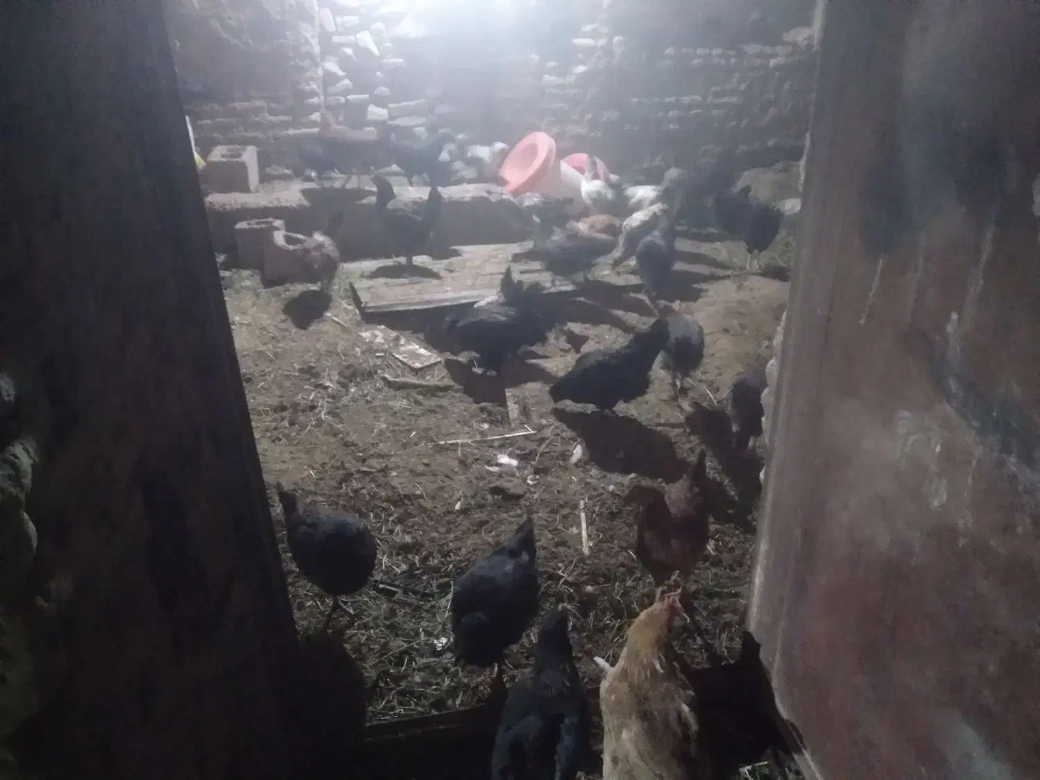 جوجه 5ماه با مرغ خروس|حیوانات مزرعه|ماهان, |دیوار