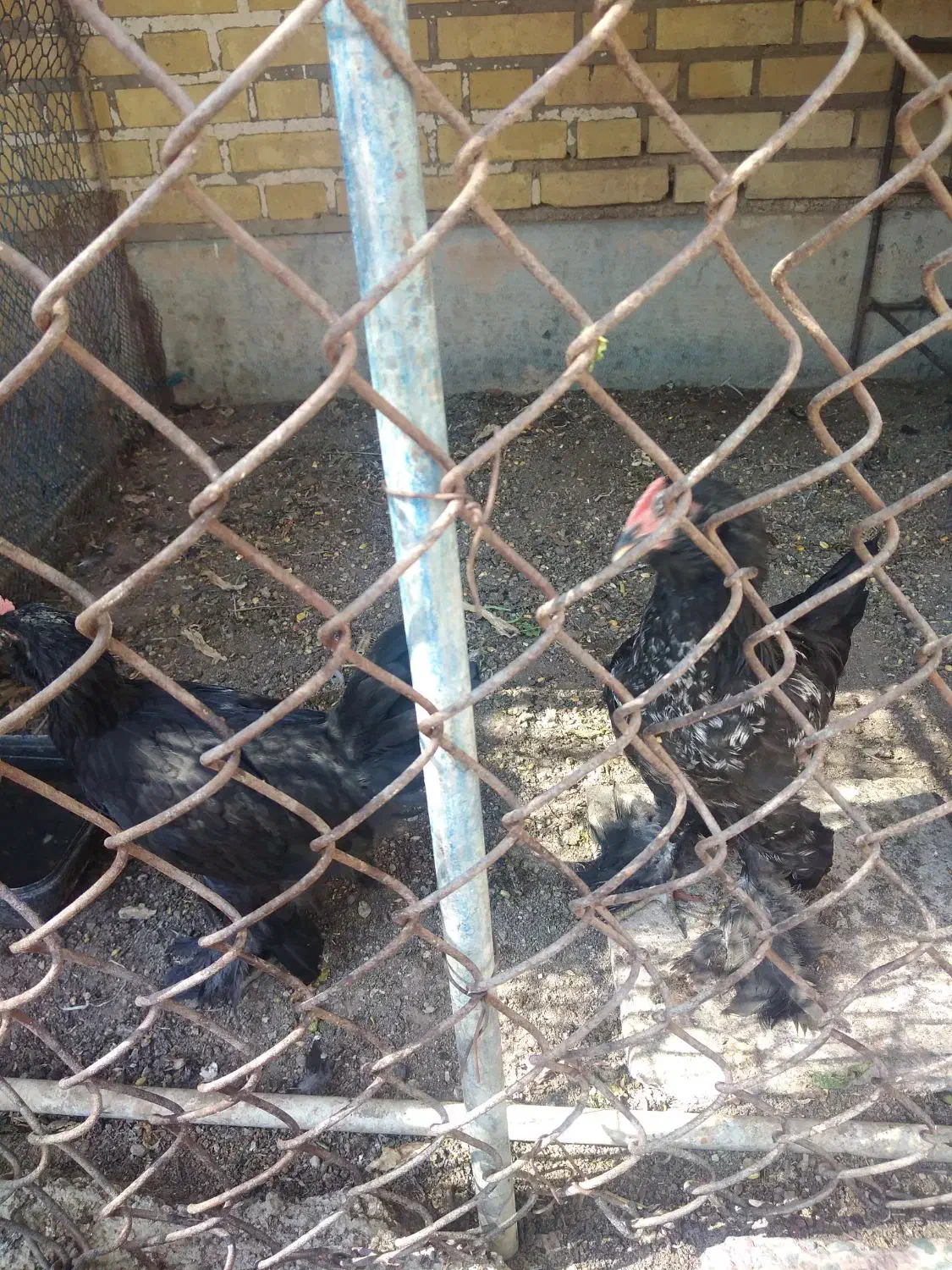 خروس جوان|حیوانات مزرعه|بندر امام خمینی, |دیوار