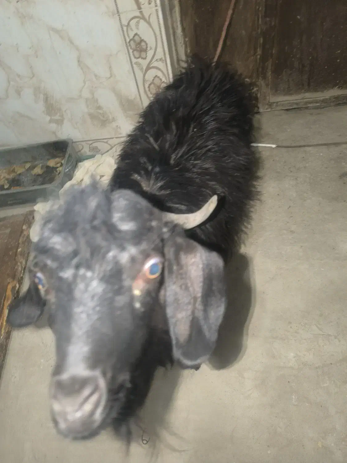 کره نر|حیوانات مزرعه|زابل, |دیوار