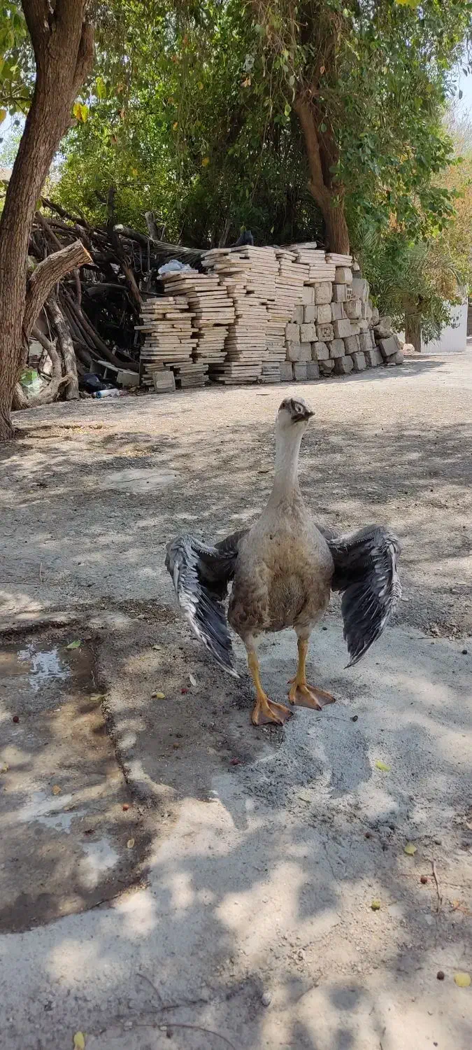 یه جفت غاز|حیوانات مزرعه|دوگنبدان, |دیوار