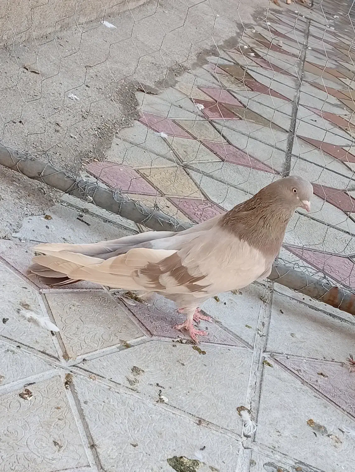 کبوتر|پرنده|شاهین دژ, |دیوار