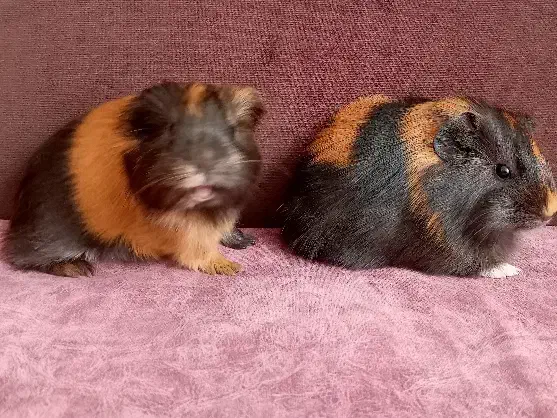 خوکچه خرگوش قفس خوکچه هندی فشن|موش و خرگوش|تهران, تهرانپارس غربی|دیوار