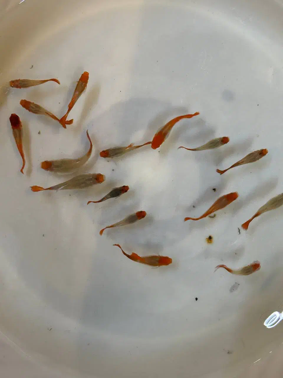 ماهی گوپی از ۶ هزار تا ۹ هزار|ماهی|تبریز, |دیوار