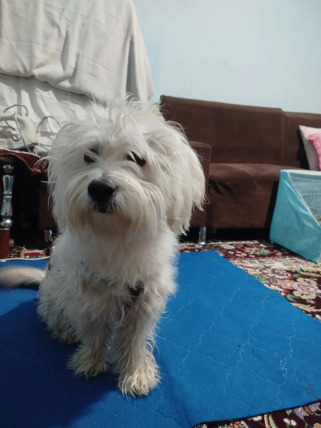 سگ پا کوتاه شیتزو تریر|سگ|گلبهار, شهر جدید گلبهار|دیوار