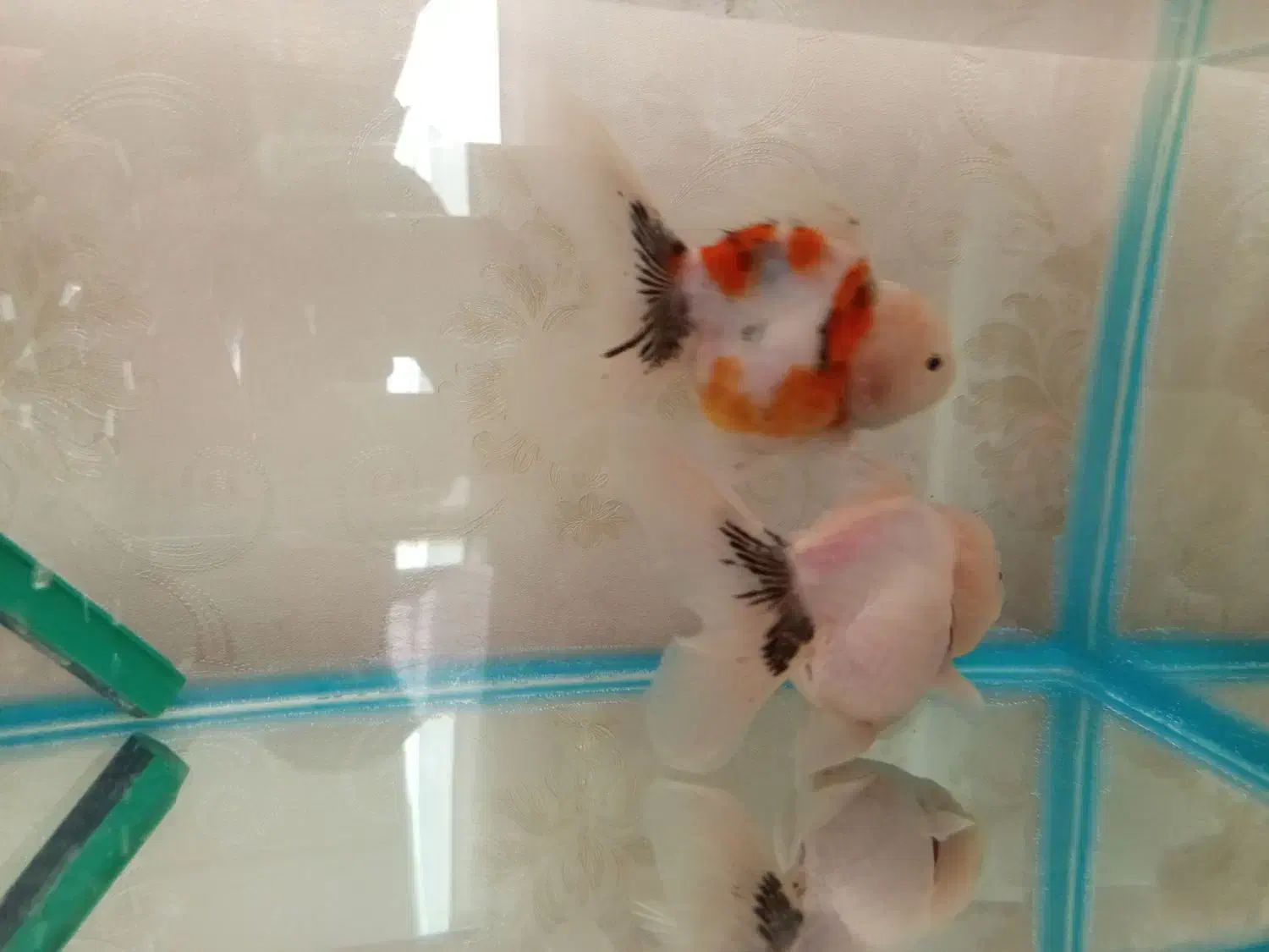 گلدفیش|ماهی|ارومیه, |دیوار