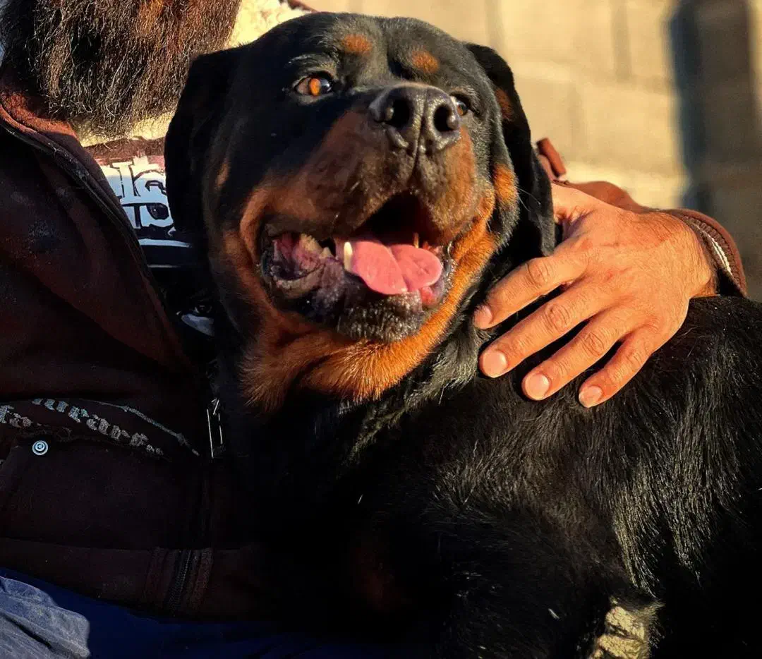 روتوایلر|سگ|شیراز, آزادی|دیوار