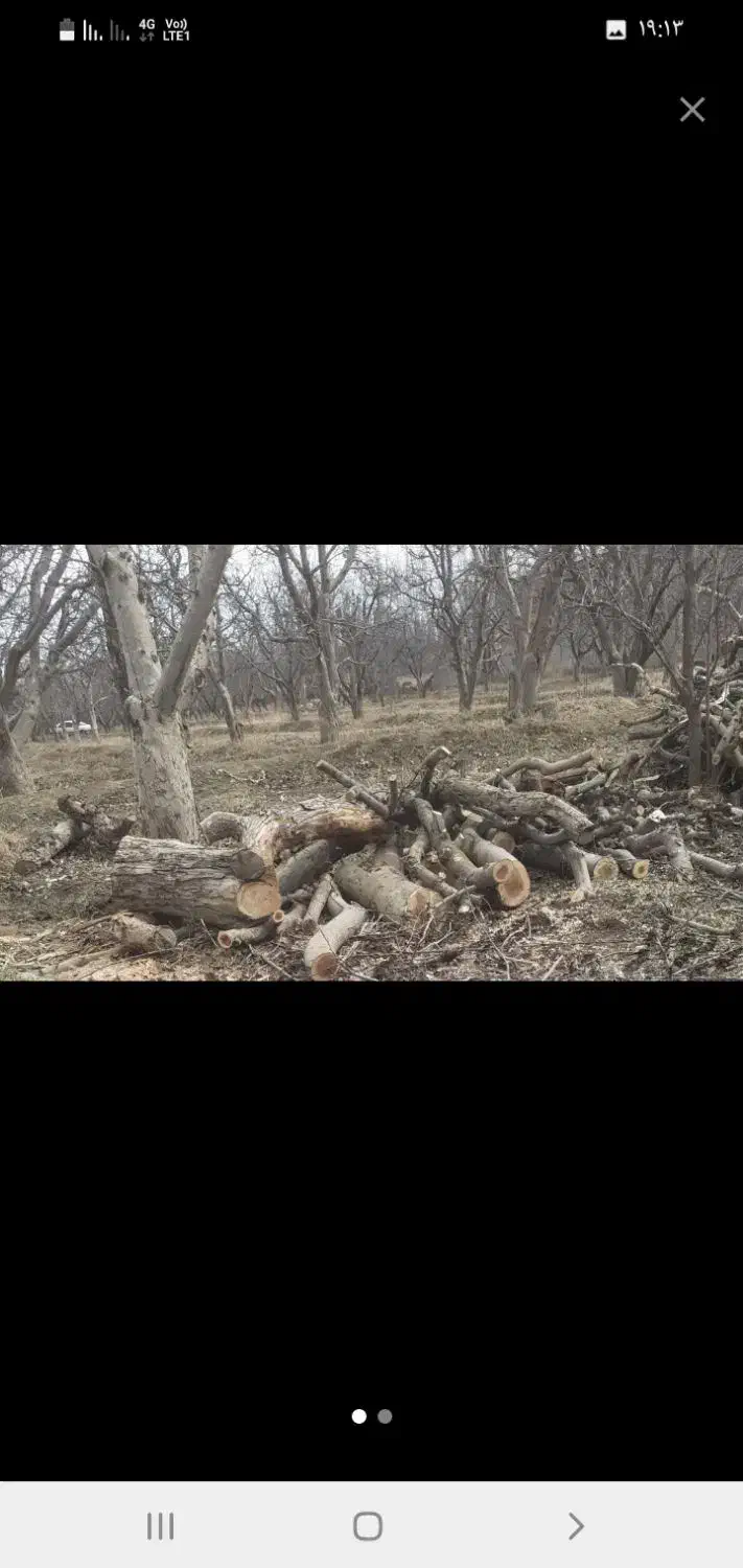 خرید چوب درباغ|خدمات باغبانی و درختکاری|سلماس, |دیوار