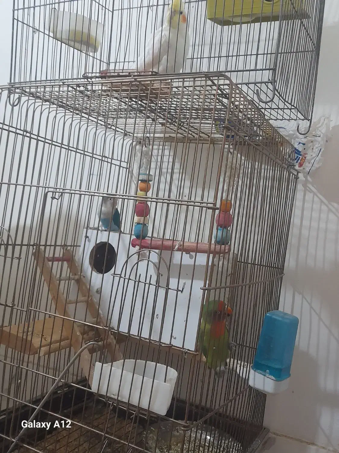 کوتوله برزیلی|پرنده|قم, شهرک امام حسین|دیوار