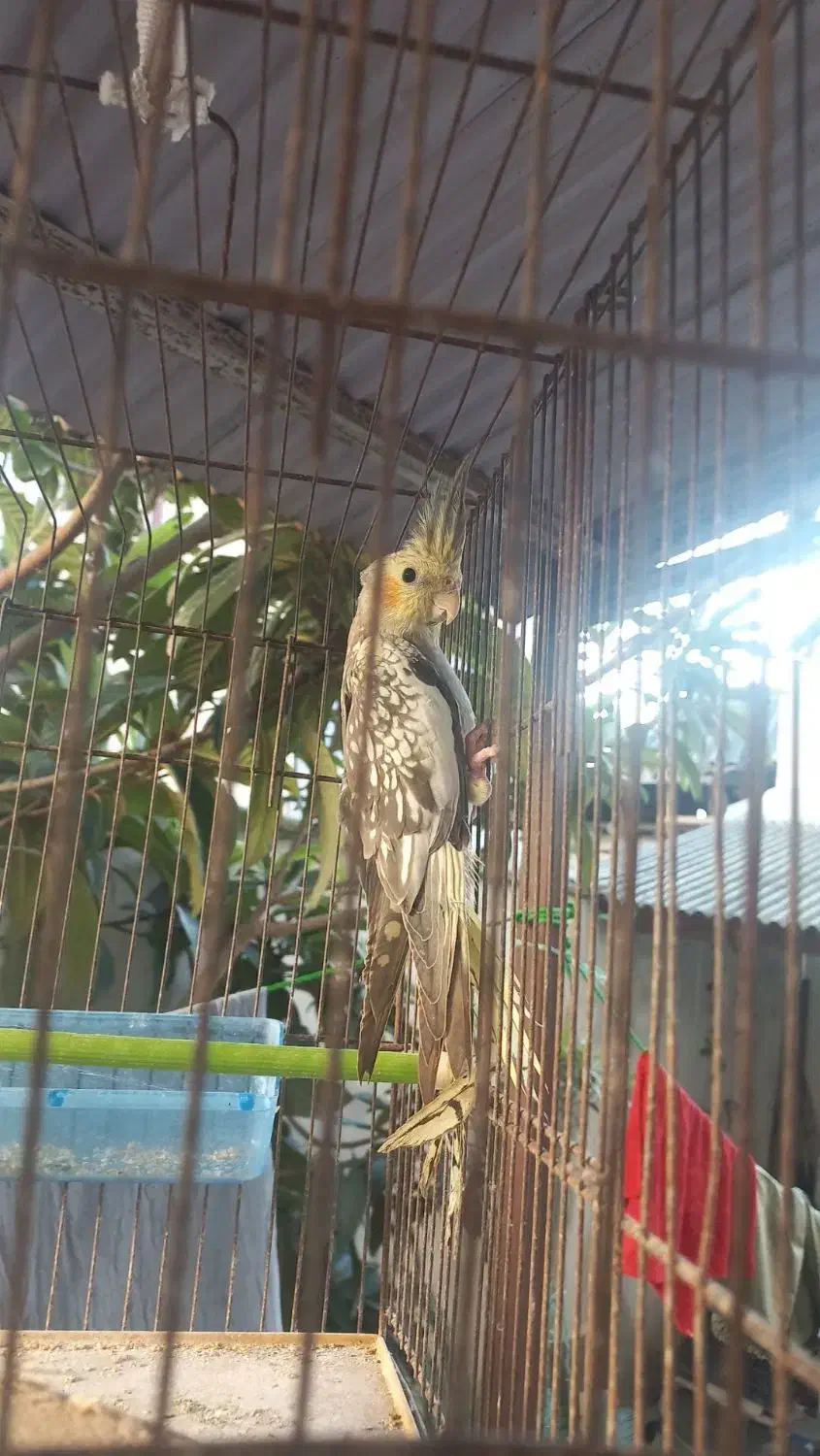 عروس هلندی|پرنده|رشت, دخانیات|دیوار