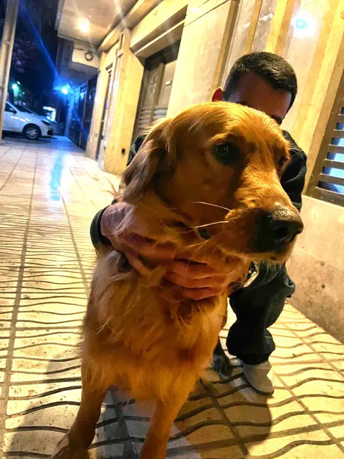 سگ پیدا شده|حیوانات|مشهد, شریف|دیوار