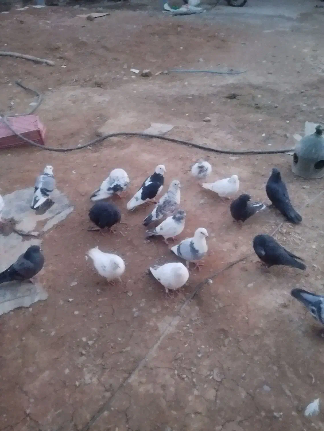 فروش|پرنده|کنگاور, |دیوار