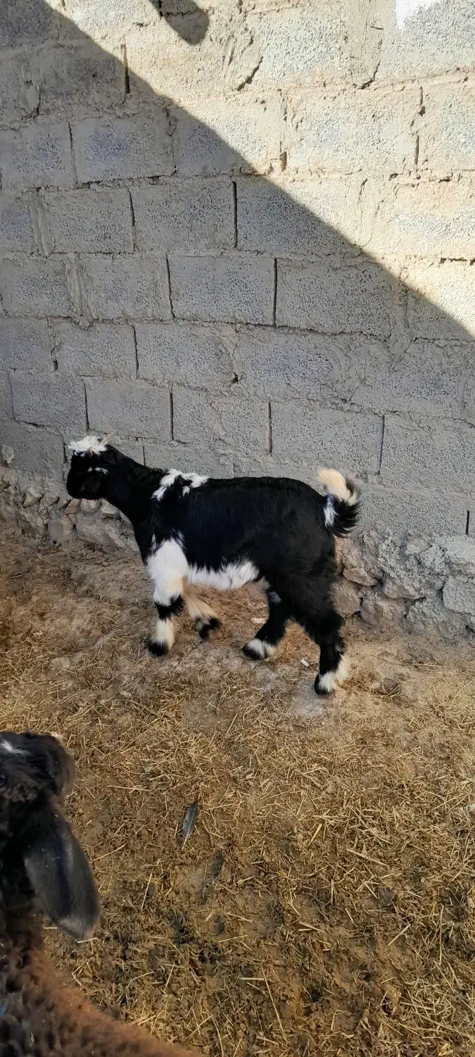 بز  بزقاله. شکم اول بزقاله نر هستش ۱۲تومن|حیوانات مزرعه|سردرود, |دیوار