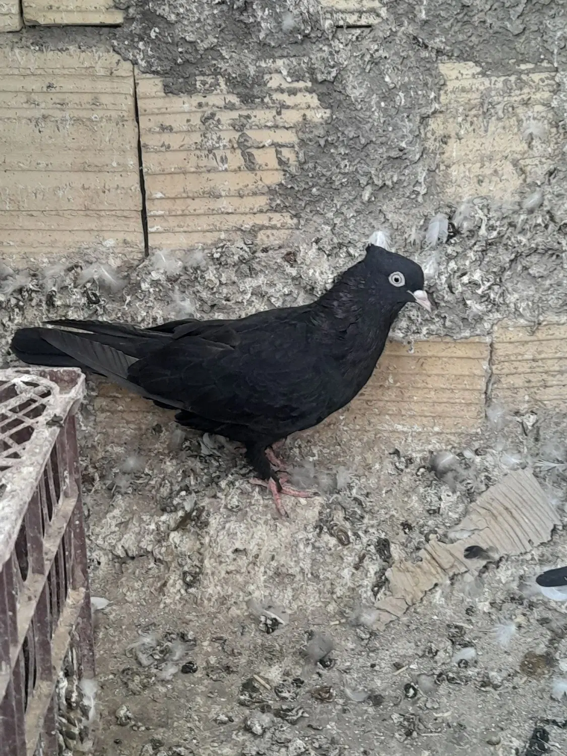 سه عدد زاغ|پرنده|بم, |دیوار