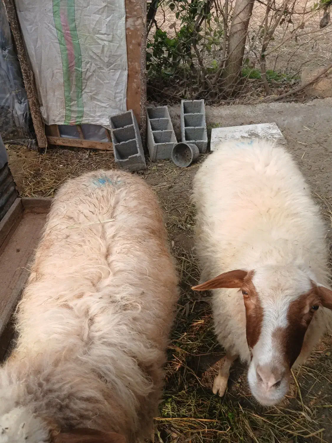 گوسفنده شکم دار|حیوانات مزرعه|رودسر, |دیوار