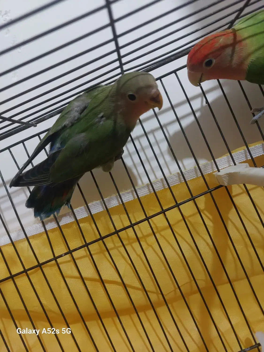 جفت طوطی کوتوله برزیلی مولد|پرنده|قم, علی آباد سعدگان|دیوار