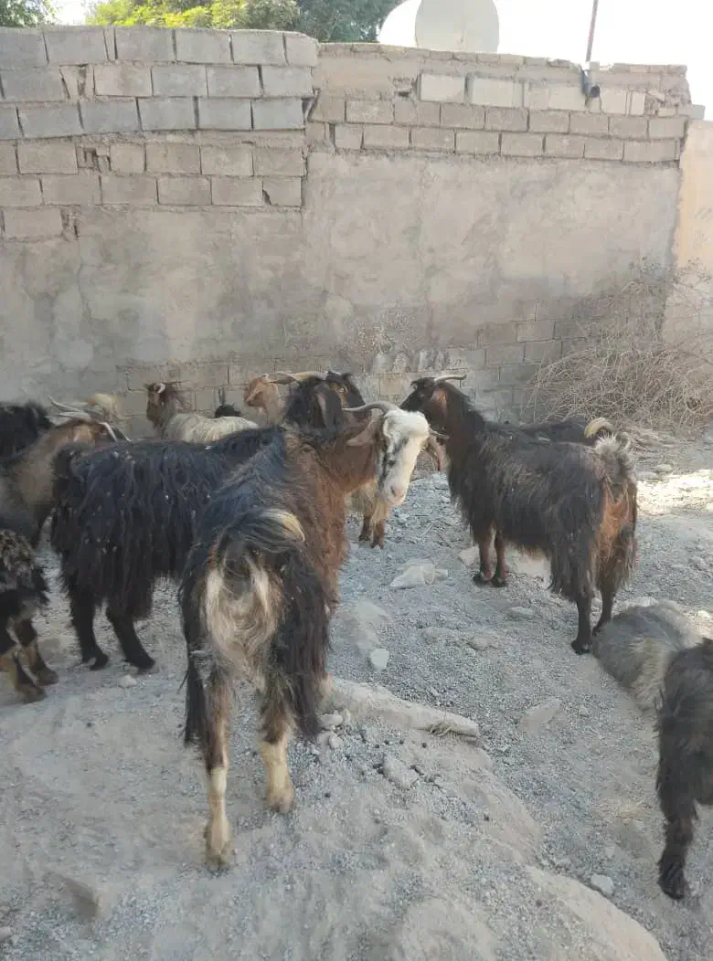 ۲۰راس بز جوان آبستن ۳راس زاییده|حیوانات مزرعه|اندیمشک, |دیوار