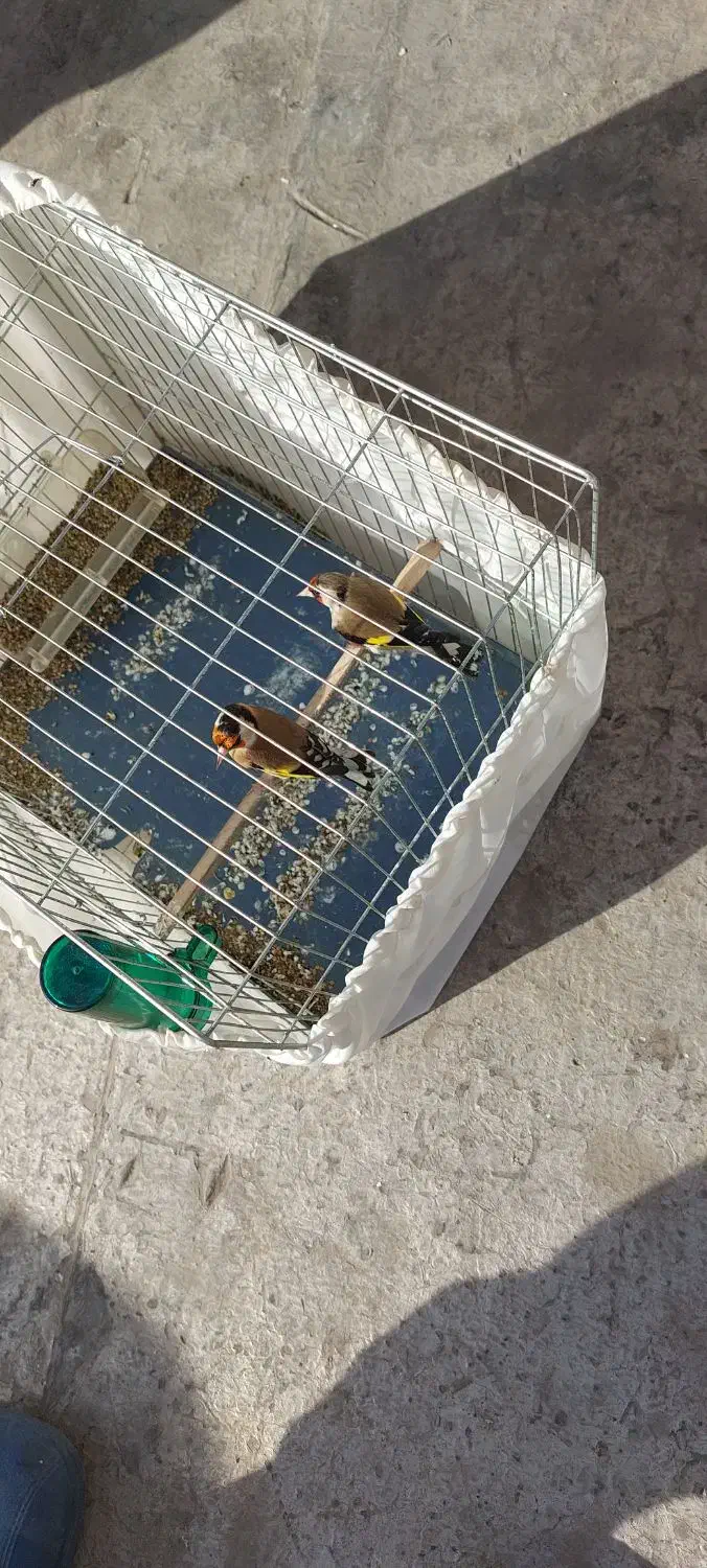 ماده سهره|پرنده|ری, شهرک نظامی|دیوار