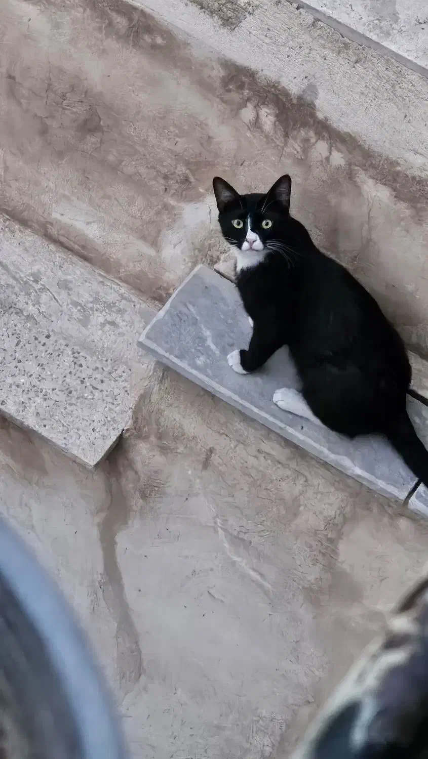 گمشده، مژدگانی ۵میلیون|گربه|شهرکرد, |دیوار