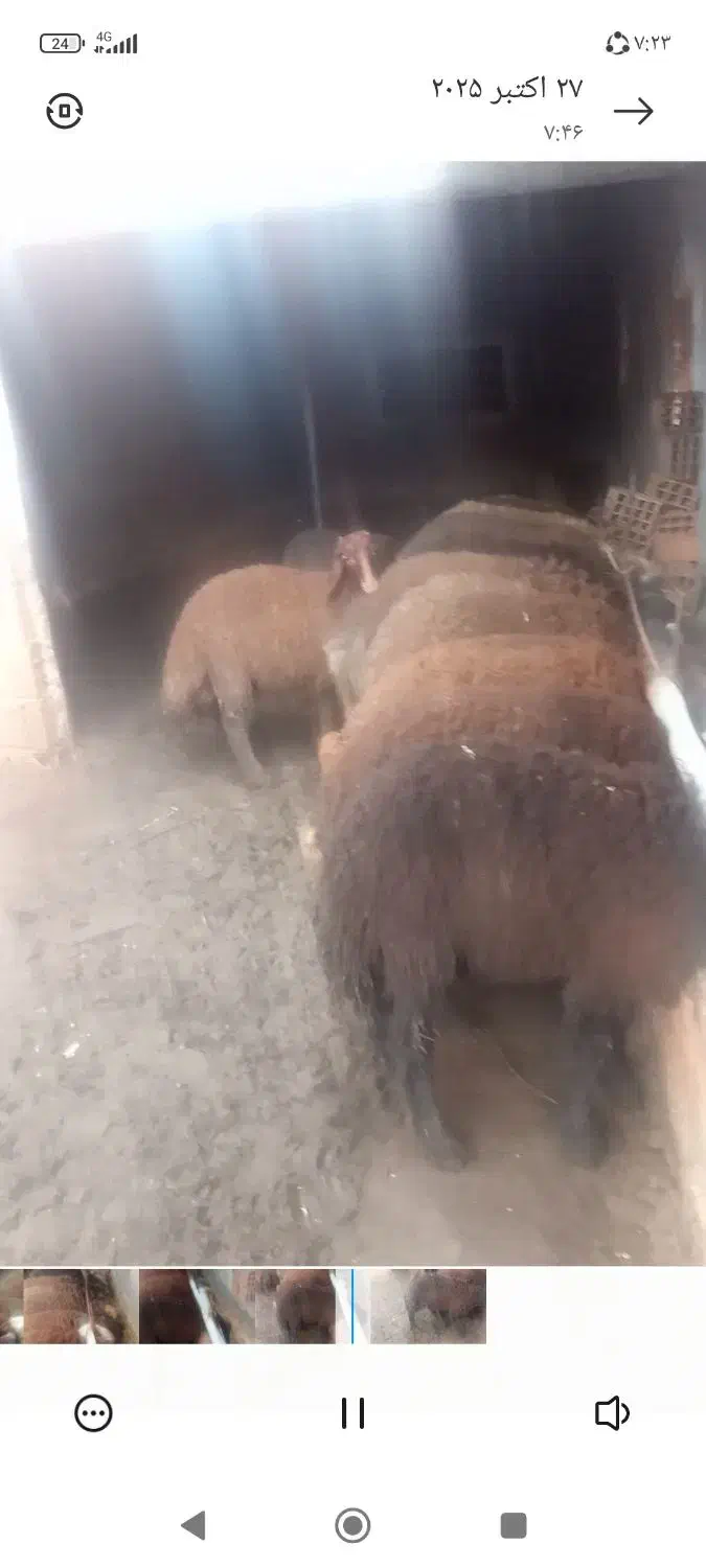 گوسفند|حیوانات مزرعه|بندر گز, |دیوار