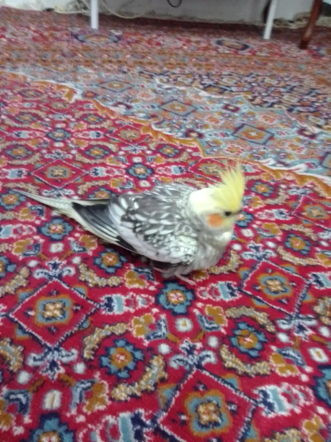 عروس هلندی|پرنده|رشت, دیانتی|دیوار