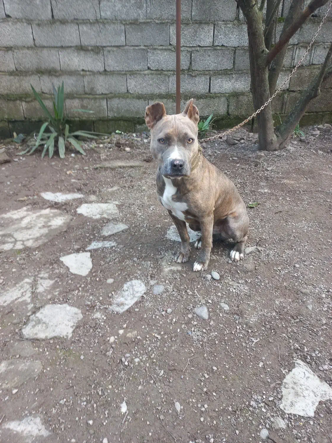 واگذاری غیر رایگان سگ پیتبول امریکن تریر|سگ|آستانه اشرفیه, |دیوار